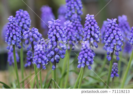 Muscari 71119213