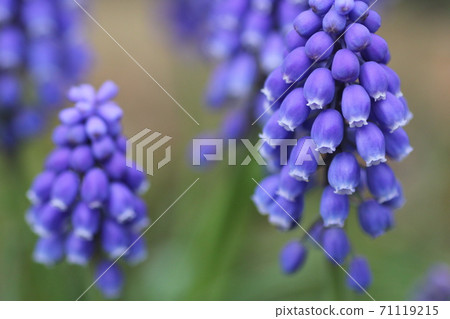 Muscari 71119215