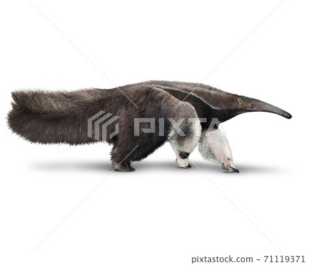 Giant anteater or Myrmecophaga tridactyla isolated is on White Background with clipping path 71119371