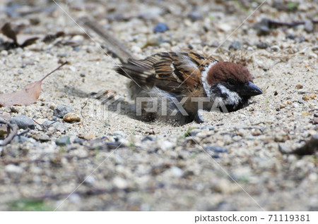 Sparrow digging sand with your feet and enjoying a sand bath 71119381