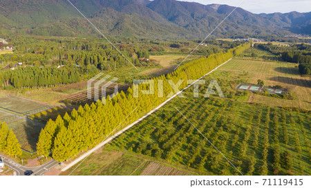 Shiga Prefecture Metasequoia Namiki Drone Aerial view Shiga Prefecture Metasequoia Namiki Drone Aerial view 71119415