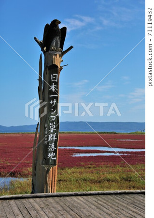 Notori湖珊瑚草群落(位於北海道阿美里市宇原市) Notori湖珊瑚草群落(位於北海道阿美里市宇原市) 71119432
