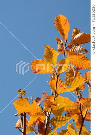 Yellow beech leaves and blue sky Yellow beech leaves and blue sky 71120286