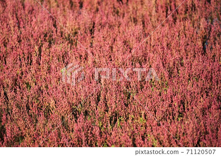 Notori湖珊瑚草群落(位於北海道阿美里市宇原市) Notori湖珊瑚草群落(位於北海道阿美里市宇原市) 71120507