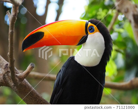 Toucan on a tree 71121000