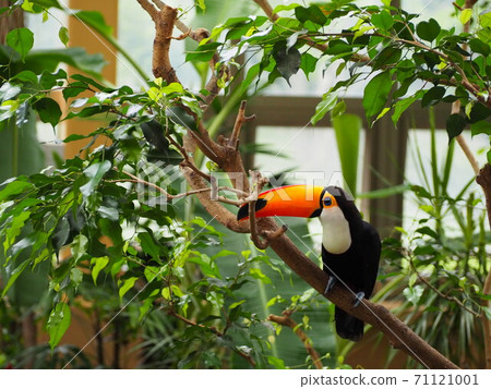 Toco toucan surrounded by greenery Toco toucan surrounded by greenery 71121001