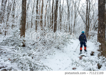 Enjoy snowshoe trekking in the fresh snow forest 71121189