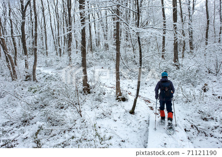Enjoy snowshoe trekking in the fresh snow forest 71121190