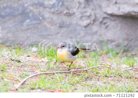 [Kisekirei] Kisekirei在草地上玩 71121292