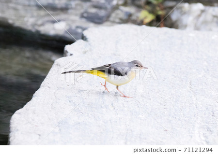 [Kisekirei] Kisekirei在一塊岩石上玩 71121294