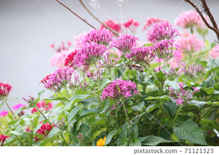 Flowers and hawk moth 71121323