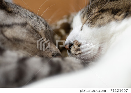 睡得香的貓 71121607