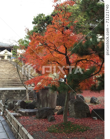 京都秋天的近海光明寺 71121740
