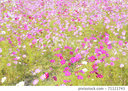 秋天的風景波斯菊花海 秋天的風景波斯菊花海 71121743