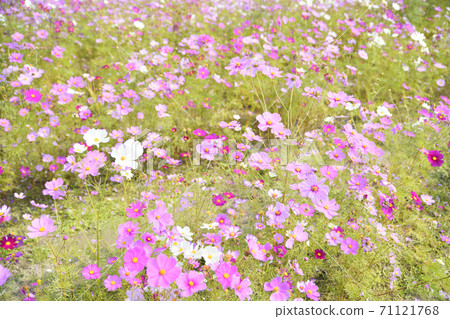 秋天的風景波斯菊花海 71121768