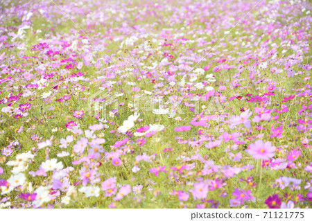 Autumn scenery cosmos flowers 71121775