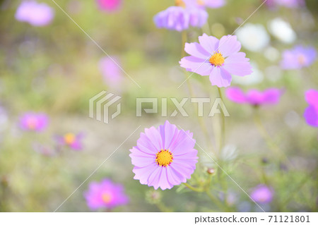 秋天的風景波斯菊花海 秋天的風景波斯菊花海 71121801