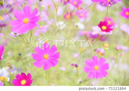 秋天的風景波斯菊花海 秋天的風景波斯菊花海 71121804