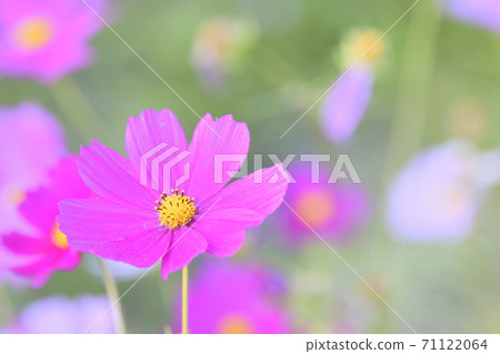 秋天的風景波斯菊花海 秋天的風景波斯菊花海 71122064