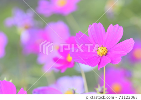 秋天的風景波斯菊花海 71122065