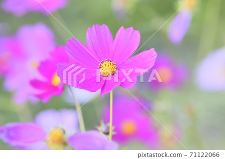 秋天的風景波斯菊花海 秋天的風景波斯菊花海 71122066