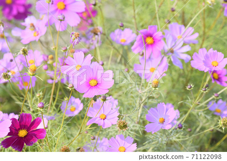 秋天的風景波斯菊花海 秋天的風景波斯菊花海 71122098
