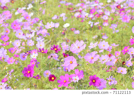 秋天的風景波斯菊花海 71122113