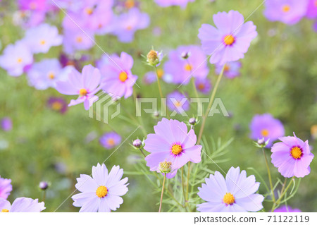 Autumn scenery cosmos flowers 71122119