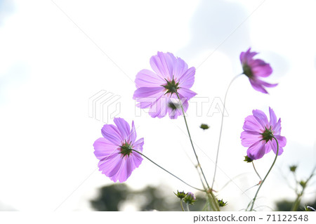 秋天的風景波斯菊花海 秋天的風景波斯菊花海 71122548