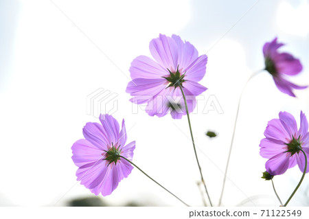 秋天的風景波斯菊花海 秋天的風景波斯菊花海 71122549