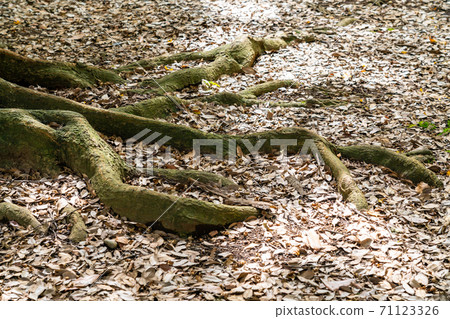 Tree root 71123326