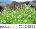 Flowers swaying in the wind 71124231