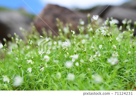 Flowers swaying in the wind Flowers swaying in the wind 71124231