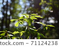 Shining green leaves 71124238