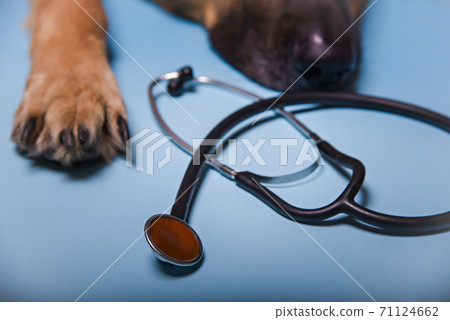 Shepherd dog paws and a stethoscope on a blue background. 71124662