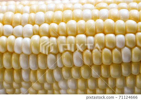 玉米（背景材料） 71124666