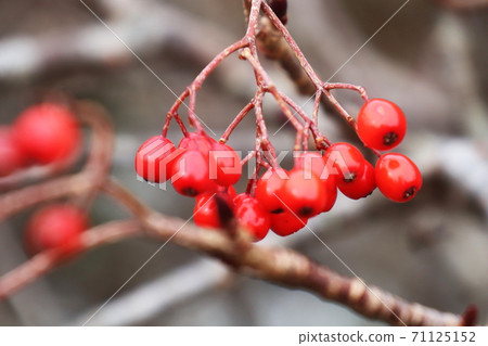 Rowan berries in late autumn Rowan berries in late autumn 71125152