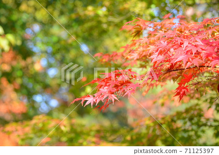 Matsumurae Matsumurae 71125397