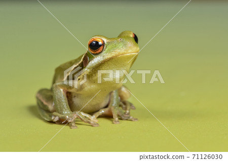 Frog, La Pampa, Argentina Frog, La Pampa, Argentina 71126030