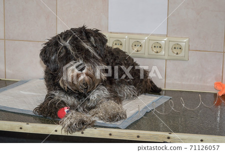 Dog is lying on the table in the vet clinic with a catheter in the paw for blood transfusion 71126057