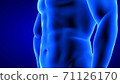 male fitness body transformation, abdominal muscles detail - muscle mass building illustration on blue background 71126170