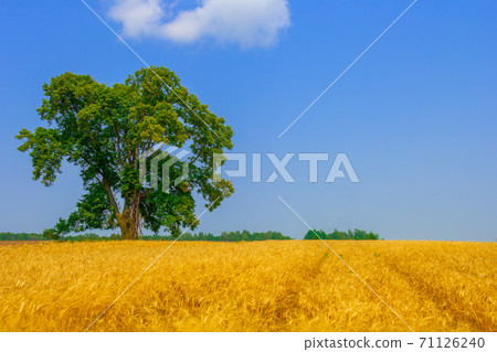 Wheat of gold color field with blue sky and white clouds from the perspective. Wheat of gold color field with blue sky and white clouds from the perspective. 71126240
