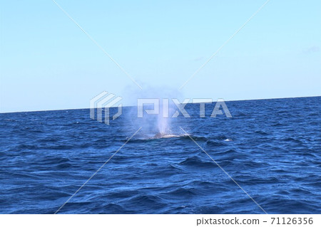 Whale watching in the Kerama Islands Whale watching in the Kerama Islands 71126356