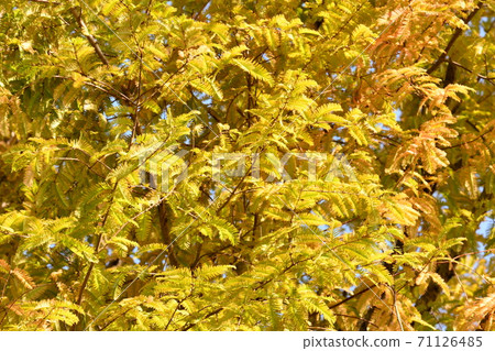 Metasequoia Metasequoia 71126485