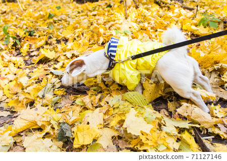 Amazing jack russell terrier in leaves in autumn. Pet and dog concept. Amazing jack russell terrier in leaves in autumn. Pet and dog concept. 71127146