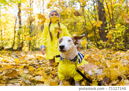 Little girl with a dog jack russell terrier. Child, childhood, friendship and pet concept. Small dog walking in the autumn park. Little girl with a dog jack russell terrier. Child, childhood, friendship and pet concept. Small dog walking in the autumn park. 71127148