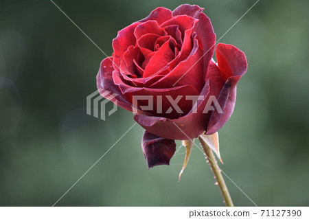 Rose   71127390