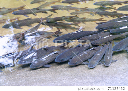 Antimony fish in the waterfall on natural background. Chanthaburi Thailand. Top view 71127432
