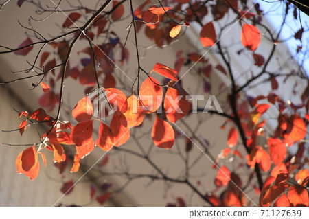 Autumn leaves Red leaves Photo location: Yamato City, Kanagawa Prefecture Autumn leaves Red leaves Photo location: Yamato City, Kanagawa Prefecture 71127639