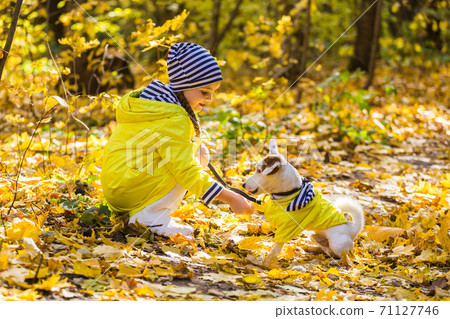 Child plays with Jack Russell Terrier in autumn forest. Autumn walk with a dog, children and pet concept. 71127746